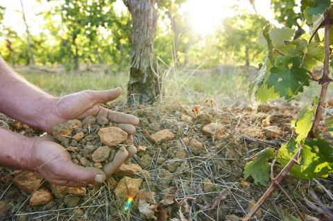 Cullen biodynamic soils