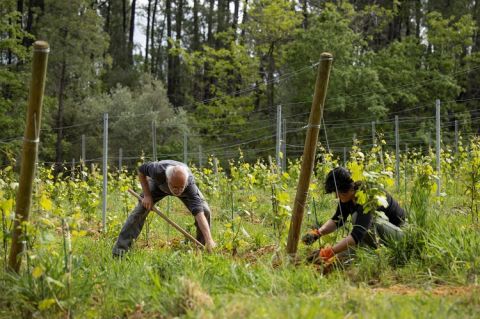 Domaine Childeric - Etienne and son Camille in the vineyard