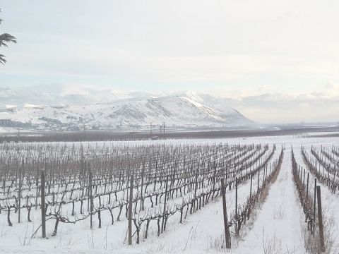 Domaine Karanika – vineyards in winter