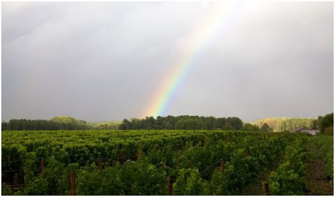 Levin vineyards in the Loire