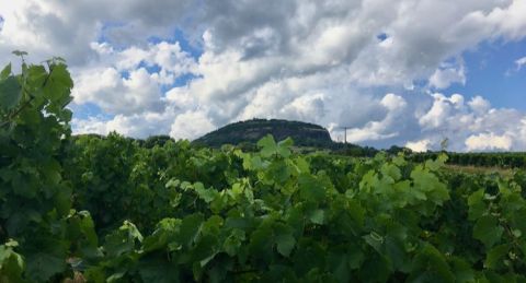 Syrah vines in Aubignas with Coiron mtns