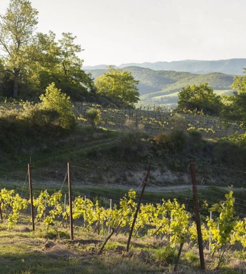 One of the Antech Mauzac vineyards