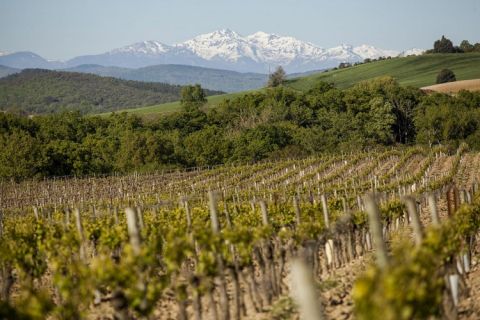 Antech vineyards with snow-capped Pyrenees in the background