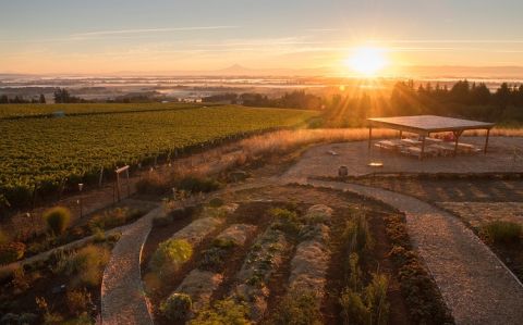 Vineyards at Brooks Wines