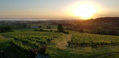 Chateau Feely vineyard