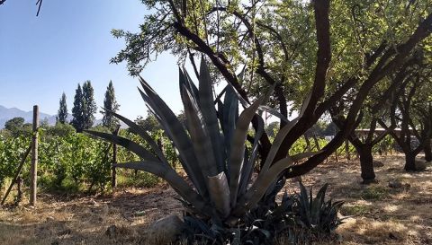 One of the cacti on Antiyal planted by Alavro Espinoza and Alan York