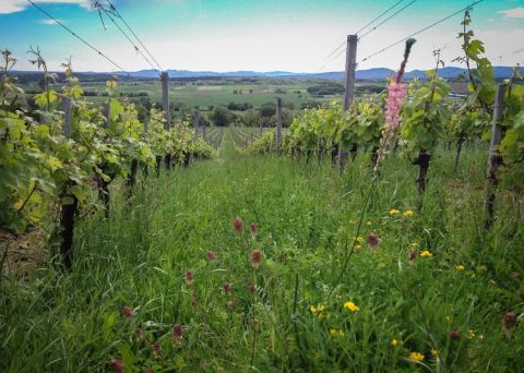 Franz Weninger - vineyards