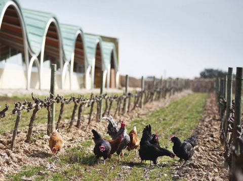 Gramona - hens in the vineyard