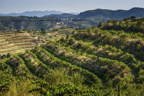The terraced vineyards of Gratavinum