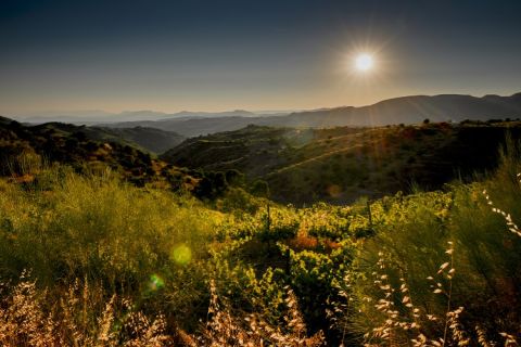 Gratavinum vineyards