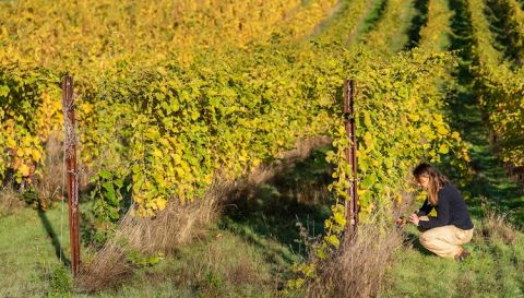 Hope Well Wine - Mimi Casteel in her vineyards