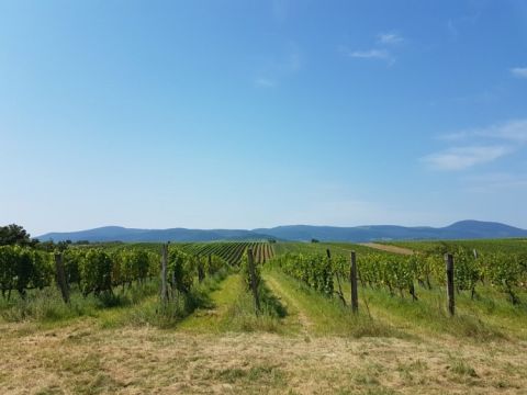 Rány vineyard in Tokaj-Hegyalja