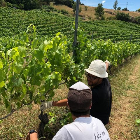 Kindeli - in the vineyard