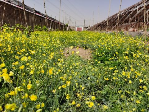 Mark Hao's vineyard in summer