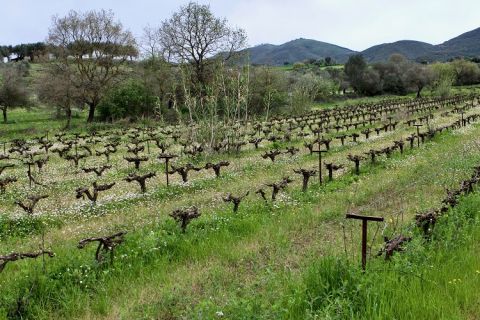 One of the Sant'Or vineyards