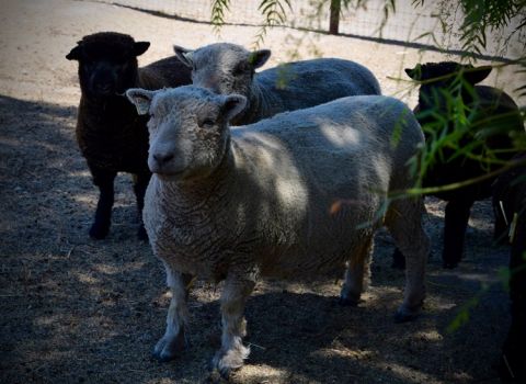 Solminer - baby doll sheep