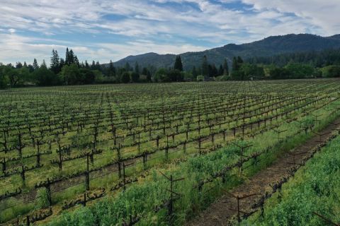 Spottswoode vineyards