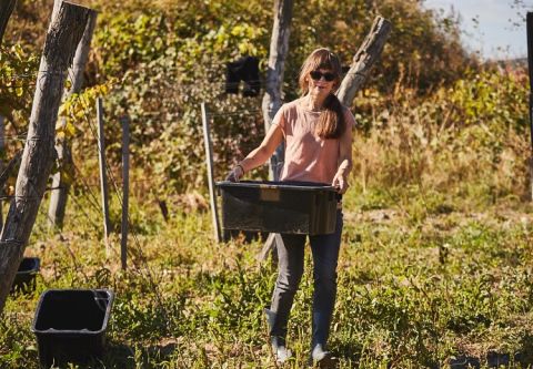 Tímea Éless of Szóló, picking grapes (photographer Ferenc Dancsecs)