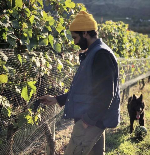 Ursa Major - Rajen Toor in the vineyard
