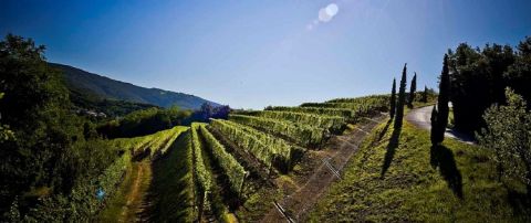 Venica & Venica Friuli vineyards