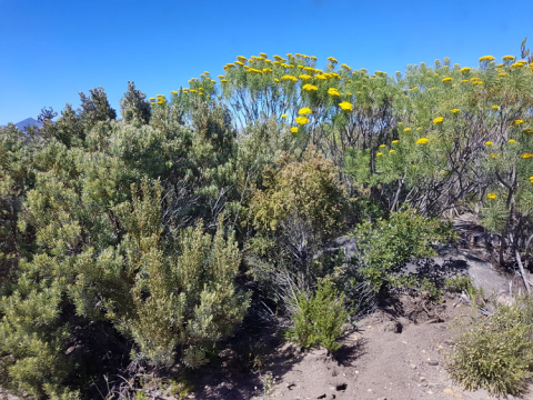 Waterkloof - the instantly recognisable fynbos of the Western Cape