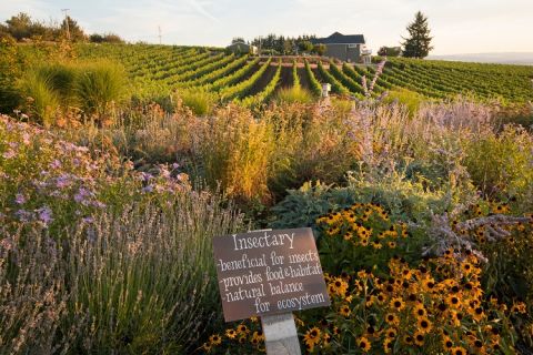 Brooks Wines insectary, Oregon
