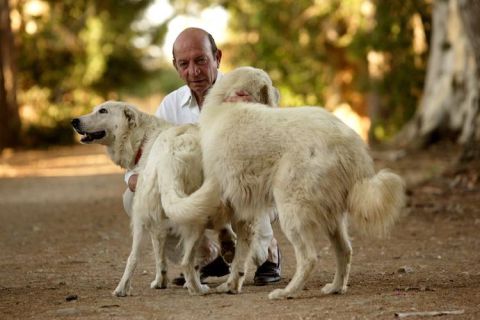Diego Planeta with dogs