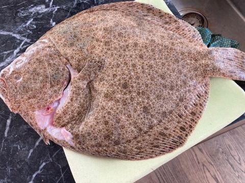 turbot from Henderson from Home