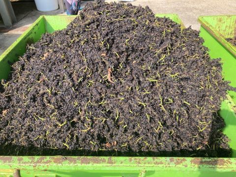 Kent Pinot Noir 2020 pomace