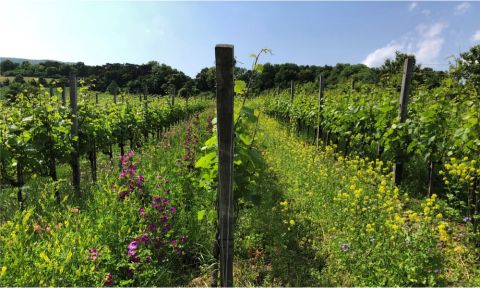 Loimer's Loiserberg vineyard