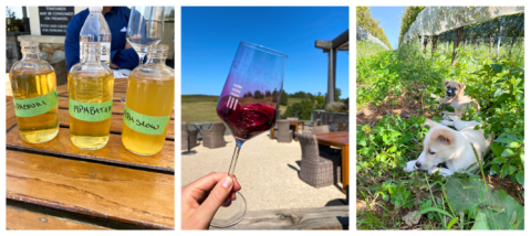 Petit Manseng samples, Chambourcin and puppies in the vineyard