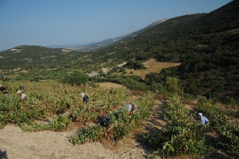 Vino di Sasso harvest