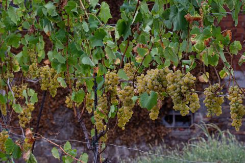 Rebula grapes in western Slovenia