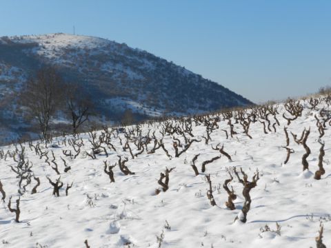 Moschomavro in the snow
