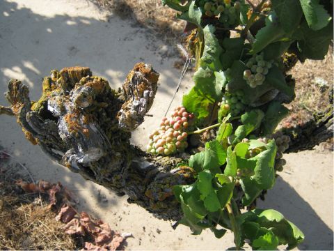 Old Alicante Bouschet vine in Lodi