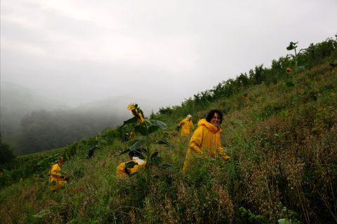 Sattlerhof weeding new vineyard