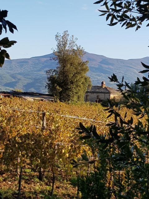 Forest meets vines at San Polino