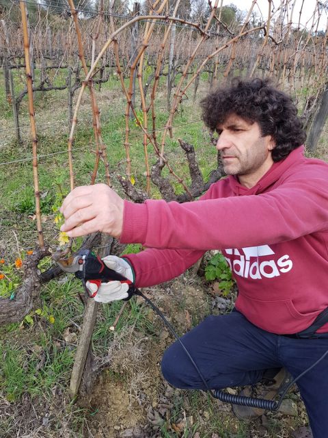 Avni pruning San Polino vines