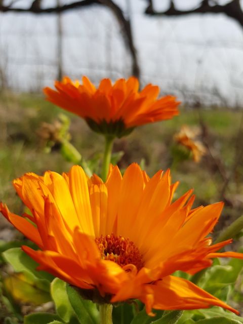 Spring in the San Polino vineyard