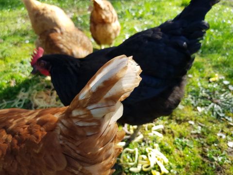 Hens eating spaghetti, San Polino