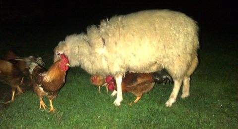 Hen house by night, San Polino