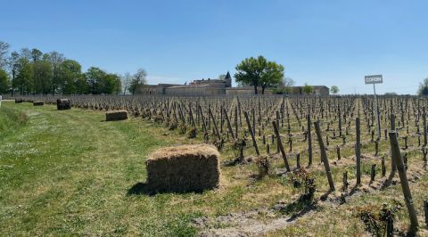 Bales by vines at Ch Corbin early April 2021