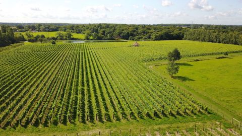 Danbury Ridge's Essex vineyards