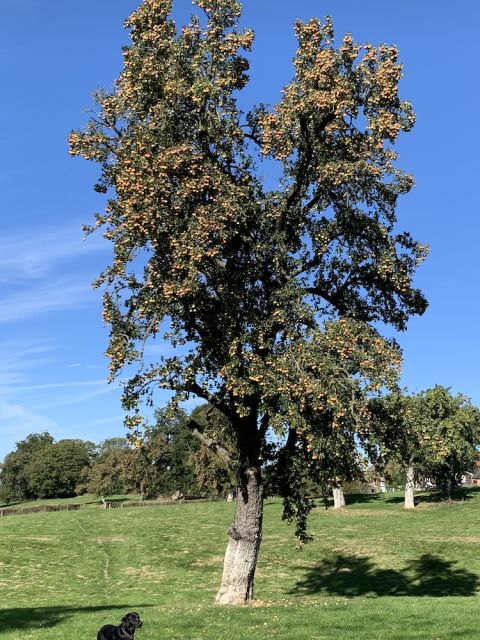 An ancient Flakey Bark pear tree in Gloucestershire