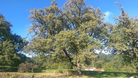 Flakey Bark pear trees in Gloucestershire