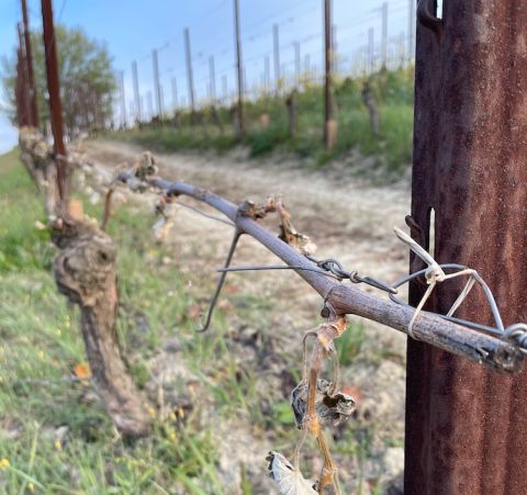 Alberto Cordero took this picture of frost damage to his vines in La Morra in the Barolo zone