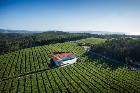 Bodega Granbazan, Rias Baixas, aerial view