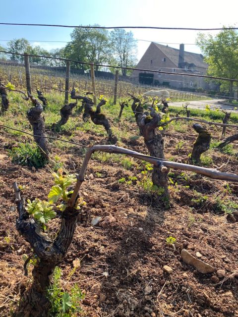 Cellier aux Moines vines 2 May 2021