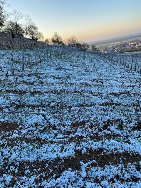 Cellier aux Moines vines 8 April 2021