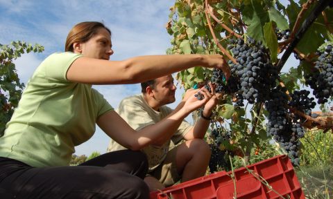 Louiza and Thanos Dougos